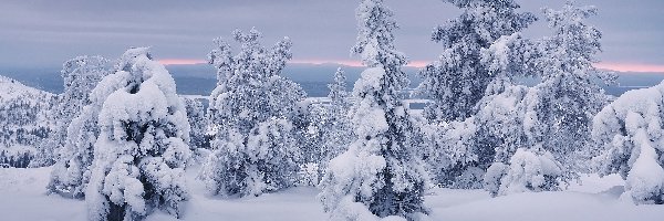 Drzewa, Śnieg, Zima