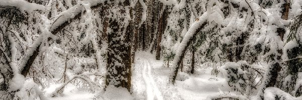 Zima, Las, Zaśnieżony, Drzewa, Ośnieżone