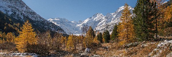 Kamienie, Kanton Gryzonia, Zima, Drzewa, Góry Alpy, Dolina Morteratsch, Pożółkłe, Szwajcaria, Ośnieżone, Śnieg