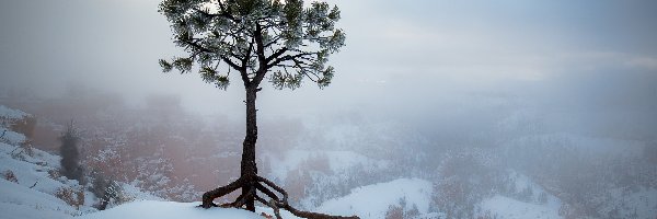 Zima, Sosna, Drzewo, Mgła, Korzenie
