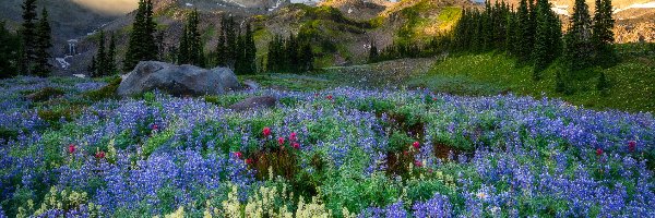 Park Narodowy Mount Rainier, Stan Waszyngton, Drzewa, Mgła, Góry Kaskadowe, Łąka, Łubin, Stany Zjednoczone