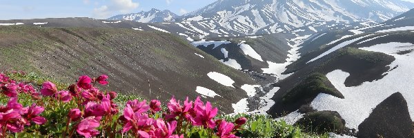 Śnieg, Kwiaty, Różowe, Góry