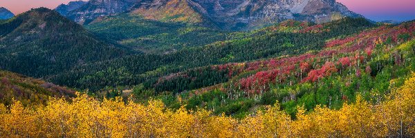 Drzewa, Lasy, Góra, Wasatch Range, Góry, Stany Zjednoczone, Stan Utah, Mount Timpanogos, Jesień