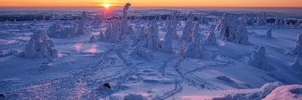 Polana, Góry Jesioniki, Czechy, Wschód słońca, Krzewy, Śnieg, Roślinność, Zima, Zaśnieżone, Kraj ołomuniecki