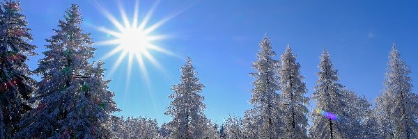 Promienie słońca, Drzewa, Śnieg, Las, Zima, Niebo, Błękitne