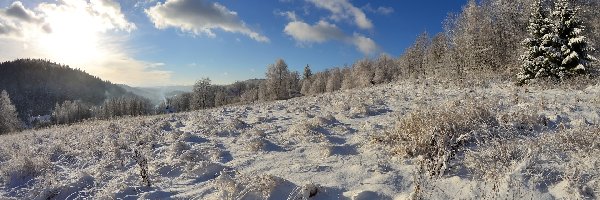 Śnieg, Trawa, Drzewa, Zima, Oszroniona, Łąka