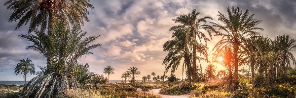 Droga, Andaluzja, Zachód słońca, Palmy, Almeria, Plaża, Playa de Roquetas, Hiszpania