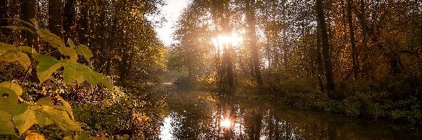 Rośliny, Rzeka, Przebijające światło, Odbicie, Drzewa, Las