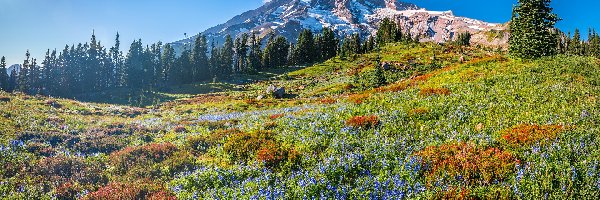 Park Narodowy Mount Rainier, Stratowulkan, Stany Zjednoczone, Kwiaty, Drzewa, Świerki, Łąka, Góry, Mount Rainier, Stan Waszyngton