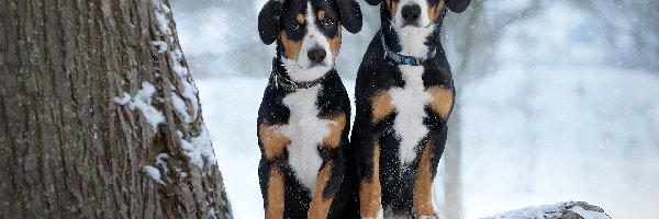 Dwa, Entlebucher, Psy, Zima, Drzewa