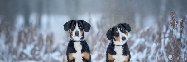 Psy, Zima, Entlebucher, Dwa