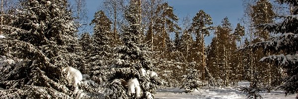 Słoneczny, Las, Śnieg, Dzień, Drzewa, Zima