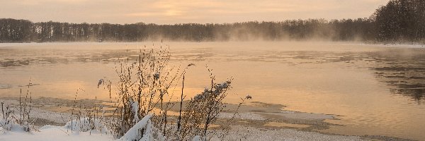 Mgła, Rośliny, Jezioro, Zima, Drzewa, Las