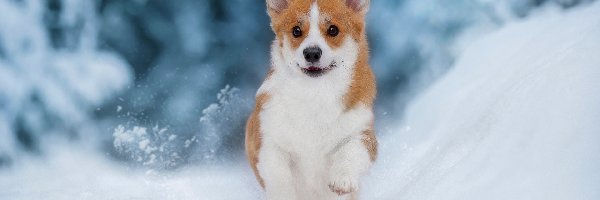 Welsh corgi pembroke, Śnieg, Pies