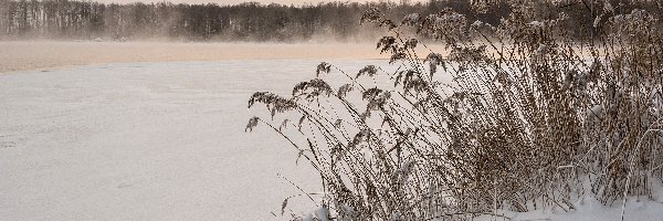 Trawy, Mgła, Szuwary, Śnieg, Jezioro, Las