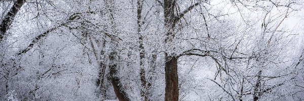 Zima, Las, Drzewa, Gałęzie, Ośnieżone