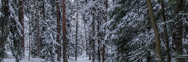 Las, Śnieg, Ścieżka, Zima, Drzewa