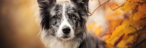 Border collie, Pożółkłe. Liście, Gałązki, Pies