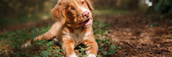 Retriever z Nowej Szkocji, Pies, Szczeniak