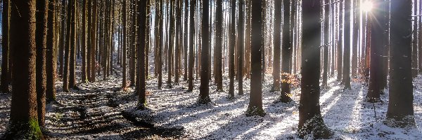 Promienie słońca, Pnie, Drzewa, Zima, Droga, Las