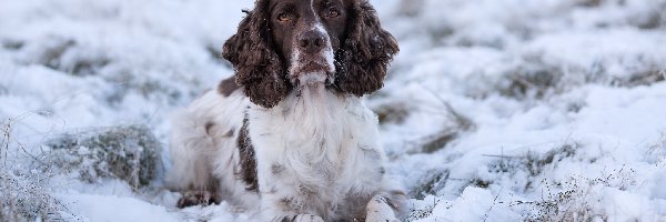 Biało-brązowy, Śnieg, Springer spaniel angielski, Pies