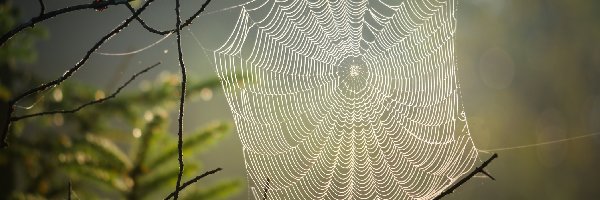 Gałęzie, Rozmyte tło, Makro, Pajęczyna