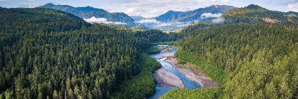 Lasy, Stan Waszyngton, Drzewa, Olympic Mountains, Rzeka, Elwha River, Góry, Stany Zjednoczone, Park Narodowy Olympic, Zielone