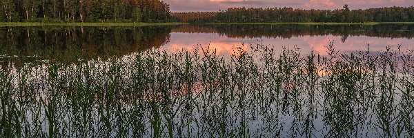 Drzewa, Trawy, Rośliny, Jezioro