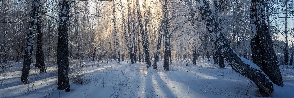 Drzewa, Zima, Las, Dzień, Słoneczny