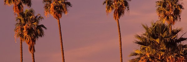 Palmy, Hollywood, Kalifornia