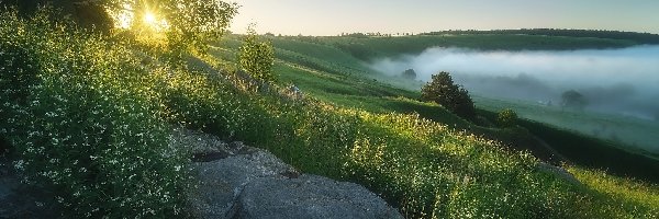 Kamień, Wzgórze, Mgła, Promienie słońca, Łąka, Głaz, Drzewa, Lato