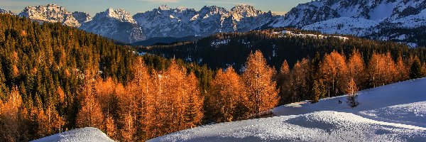 Włochy, Pożółkłe, Drzewa, Zima, Góry, Tyrol Południowy, Gmina Sexten