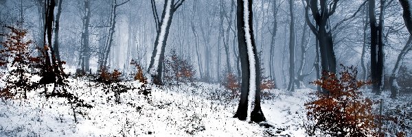 Las, Zima, Drzewa, Mgła, Śnieg