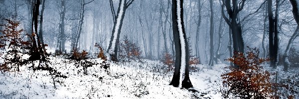 Las, Zima, Drzewa, Mgła, Śnieg