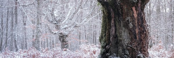 Paprocie, Drzewo, Gruby, Las, Zima, Zaśnieżone, Pień