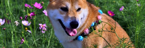 Pies, Obroża, Shiba inu, Kosmea, Kwiaty