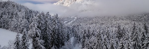 Drzewa, Mgła, Ośnieżone, Las, Góry, Zima