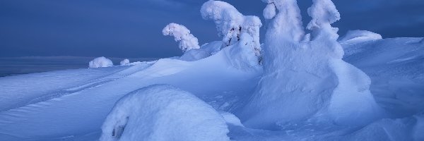 Ośnieżone, Zaspy, Rośliny, Drzewa, Śnieg, Zima