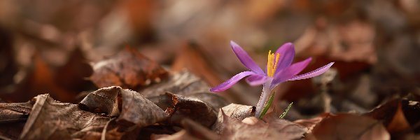 Liście, Suche, Krokus