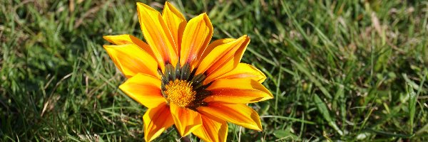 Trawa, Gazania, Kwiat