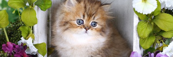 Kwiaty, Kotek, Puszysty