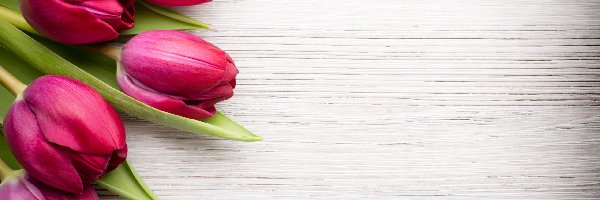 Różowe, Drewno, Tulipany, Kwiaty