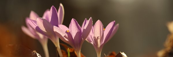 Liliowe, Kwiaty, Rozświetlone, Krokusy