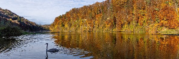 Szwajcaria, Łabędź, Las, Rzeka Ren, Jesień, Freienstein Teufen, Drzewa