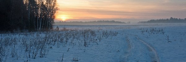 Śnieg, Las, Wschód słońca, Krzewy, Droga, Ślady, Drzewa, Zima