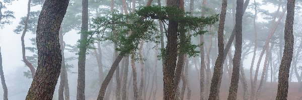 Drzewa, Mgła, Pnie, Las