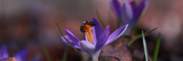 Fioletowy, Pszczoła, Kwiat, Krokus