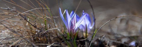 Kwiaty, Krokusy, Niebieskie, Trawa, Źdźbła