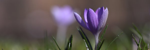 Krokus, Kwiat, Zbliżenie, Fioletowy