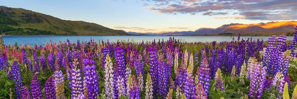 Nowa Zelandia, Kwiaty, Łubin, Polana, Jezioro Tekapo, Chmury, Góry
